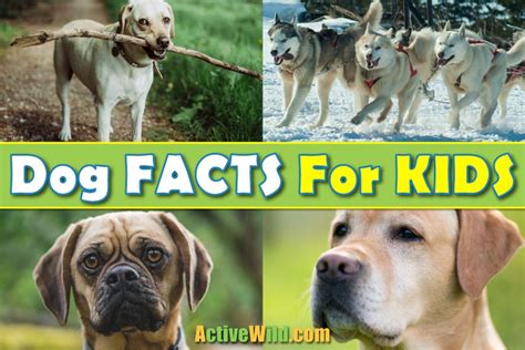 家犬|Dog, facts and photos